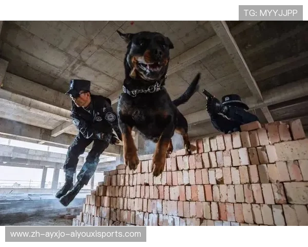 足球警犬队部署是否提升大型比赛现场的防爆与识别能力